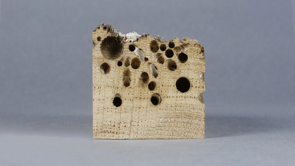Materialwrfel bestehend aus Eichenholz von einem Holzpfahl aus Venedig